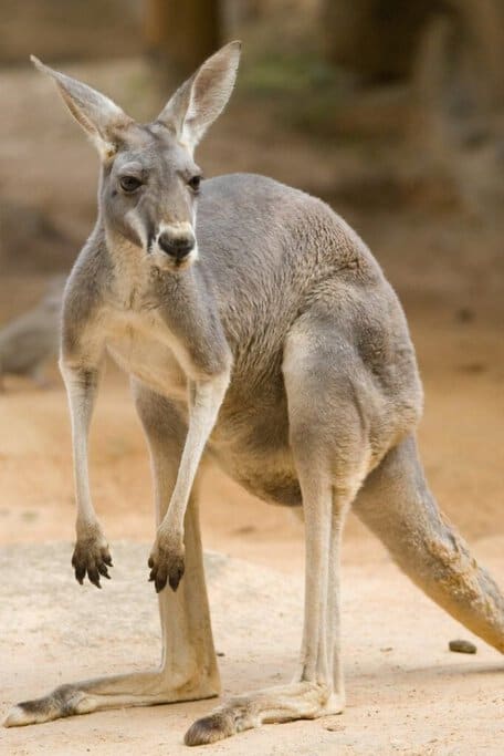 The image shows a red kangaroo standing on a sandy surface, likely in a wildlife park or a natural setting. This image is relevant to the keyword "kangaroo in Sydney," as it represents one of the iconic Australian animals that visitors often seek out when exploring wildlife parks or reserves around Sydney. The kangaroo's alert posture and natural environment highlight the opportunities to observe these animals in and around the Sydney area.