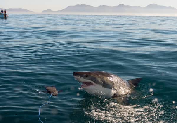 A great white shark breaching the surface of the water, highlighting the presence of dangerous animals in Sydney and the thrill of wildlife encounters in the region.
