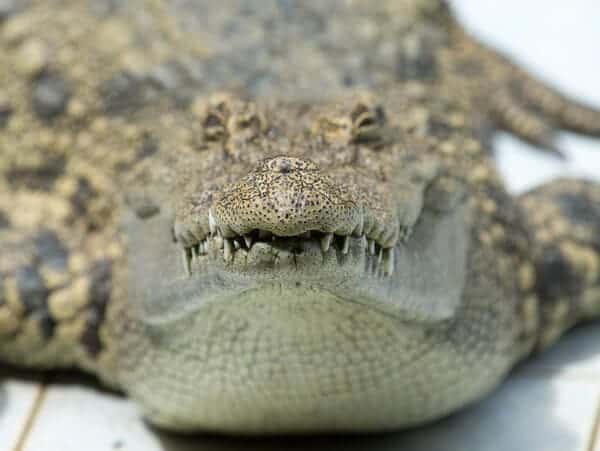 Frontal view of a crocodile's head, questioning 'are there alligators in Australia' as it addresses the presence of crocodilian species in the region.