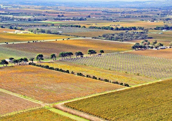 Aerial view of sprawling vineyards near Adelaide, contrasting the rural wine regions with Canberra's urban landscape in the discussion of Adelaide vs. Canberra.