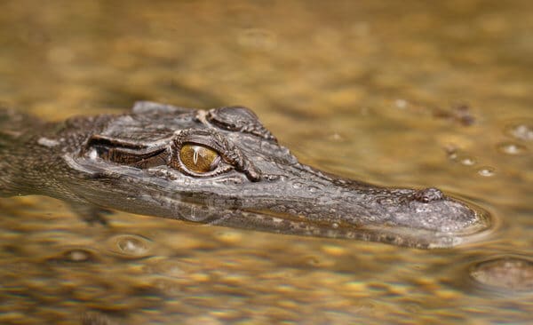 Close-up of a saltwater crocodile's eye peeking above the water, highlighting the hidden dangers of Perth's wildlife.