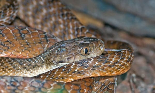 A tiger snake coiled and ready, showcasing the types of dangerous animals encountered in the Perth region.