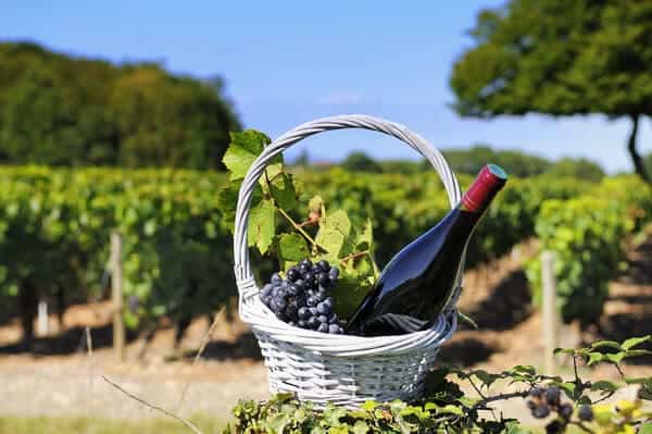 A wicker basket filled with ripe grapes and a bottle of red wine set against the backdrop of a vineyard, epitomizing the enjoyment of winter reds in Adelaide's wine country.