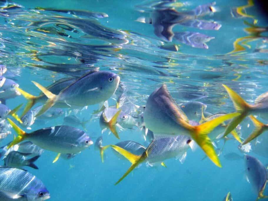 A school of yellow-tailed fusilier fish swimming in the clear waters of the Great Barrier Reef, highlighting the abundant aquatic life which is a fascinating fact about this ecosystem.