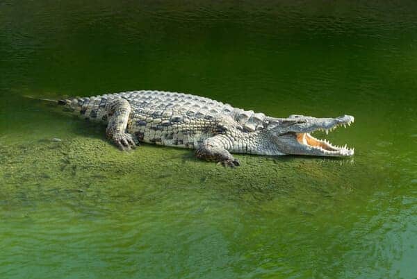 A crocodile basking in the water, showcasing the type of reptilian wildlife encountered when questioning 'are there alligators in Australia'.