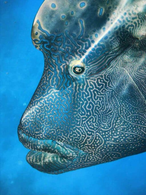 Close-up of a Humphead Maori Wrasse, showcasing its distinctive blue patterns against a deep blue ocean background, a testament to the unique biodiversity highlighted in facts about the Great Barrier Reef."