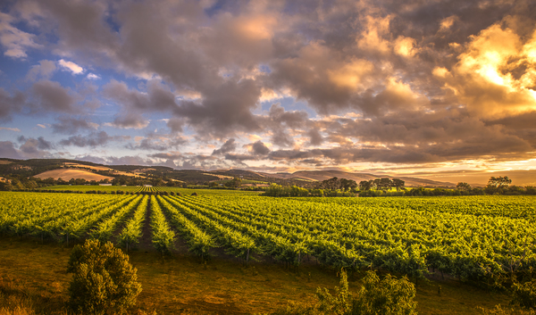 The vineyards of the Barossa Valley