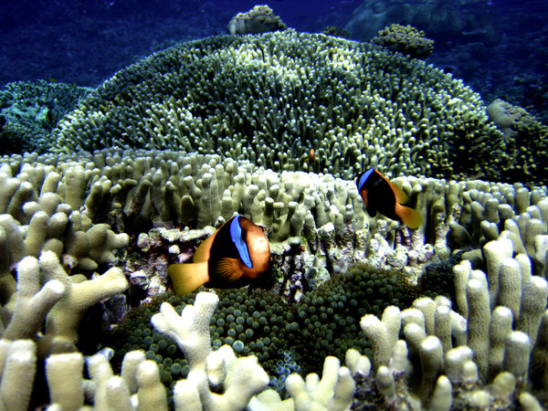 Two nemo fishes on the great barrier reef