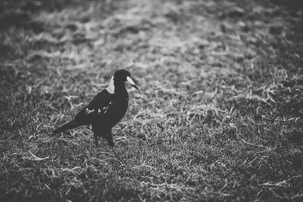 An Australian magpie foraging on the grass, representing the less-known but still noteworthy dangerous animals in Sydney's urban and natural landscapes.
