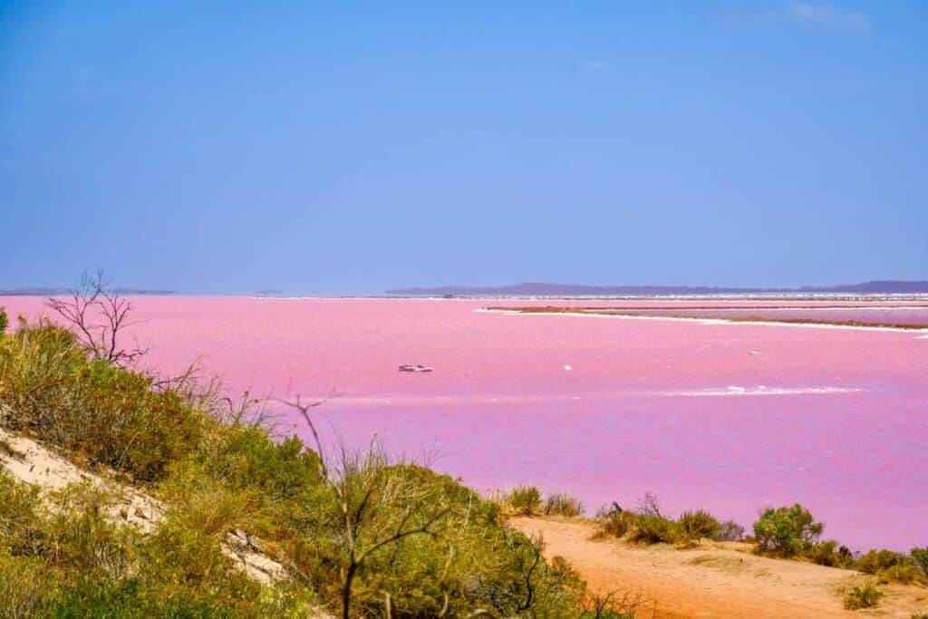 A picturesque view of the vibrant pink waters of Lake Hillier, surrounded by natural greenery under a clear blue sky. The unique colour of the lake raises the question, 'Can you swim in Lake Hillier in Australia?' The image enhances the post's exploration of this stunning and rare natural wonder.