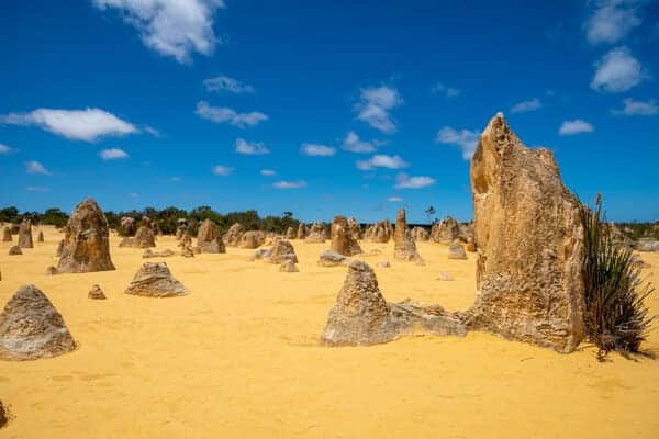 A captivating scene at The Pinnacles Desert near Perth on Valentine's Day, with a multitude of limestone spires rising from the golden sands under a clear blue sky, creating a unique and romantic natural landscape.