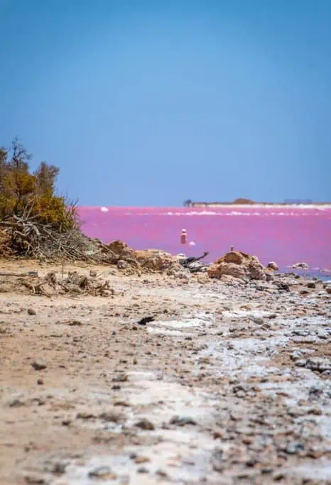 Close-up of the rocky shoreline with dead wood at the edge of the pink lake in Western Australia, highlighting the striking contrast between the arid land and the vibrant waters. The image showcases the unique landscape of this pink lake, central to the discussion of natural wonders in Australia.