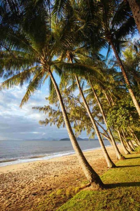 Sunlit palm trees leaning over the peaceful beachfront at Palm Cove, offering a serene escape typical of winter in Cairns, with a clear view of the calm sea and distant mountains.