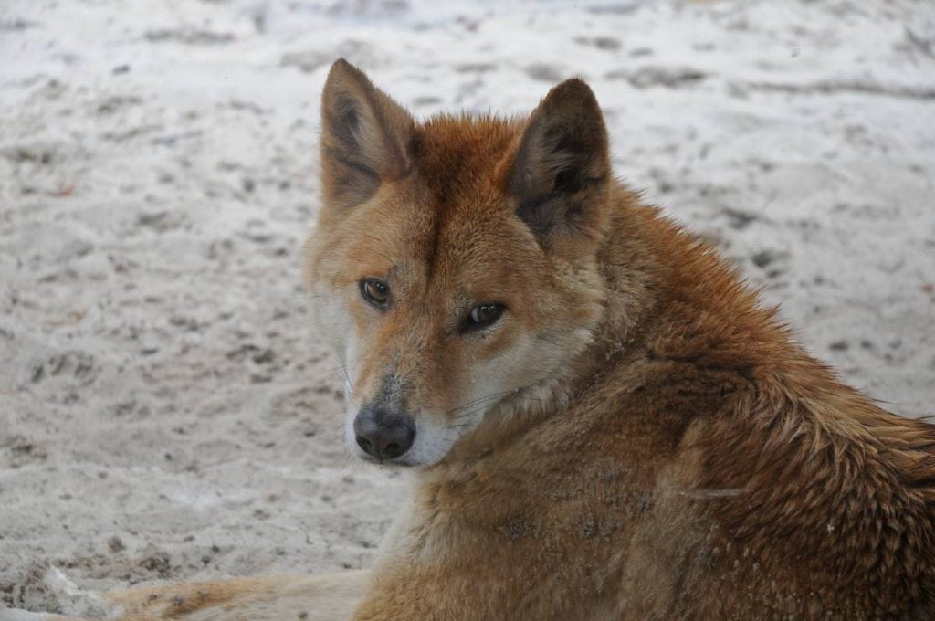 A wild dingo lying on sandy ground, making direct eye contact, showcasing one of the dangerous wild animals found near Uluru that visitors should be aware of when exploring the outback.