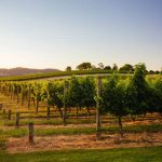 Scenic view of a Yarra Valley vineyard in Australia, a top destination for wine enthusiasts.