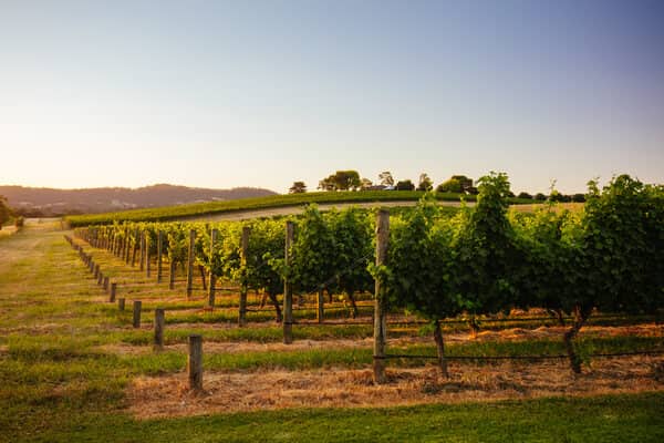Scenic view of a Yarra Valley vineyard in Australia, a top destination for wine enthusiasts.