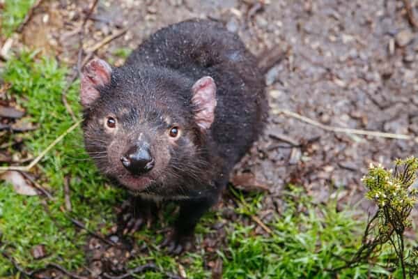 A curious Tasmanian Devil looks up from the verdant undergrowth in Tasmania, Australia. This engaging image symbolises the unique wildlife encounters one may enjoy whilst on a Cradle Mountain walking tour, adding an authentic wilderness experience to the adventure.
