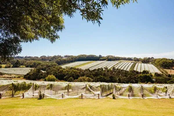Lush vineyard on the Mornington Peninsula, illustrating the idyllic rural lifestyle that ranks among the best places to live in Victoria for wine lovers and nature enthusiasts.