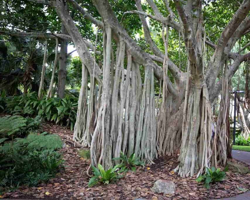 Massive fig tree with sprawling roots in Brisbane Botanic Gardens, illustrating the lush vegetation that thrives in the warm weather in Brisbane, a city where snow is not part of the seasonal experience.
