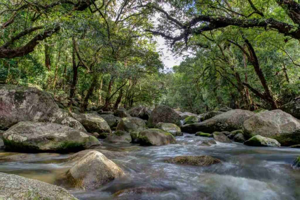 Peaceful scene of Mossman Gorge with a flowing river surrounded by dense rainforest and large boulders. This natural attraction is one of the highlights when comparing the lush landscapes and outdoor activities available in Cairns and Airlie Beach.