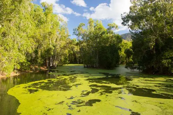A serene waterway covered with vibrant green algae at Hartley's Crocodile Adventures in Australia, evoking curiosity about the local wildlife and the possibility of crocodiles inhabiting such environments near Adelaide.