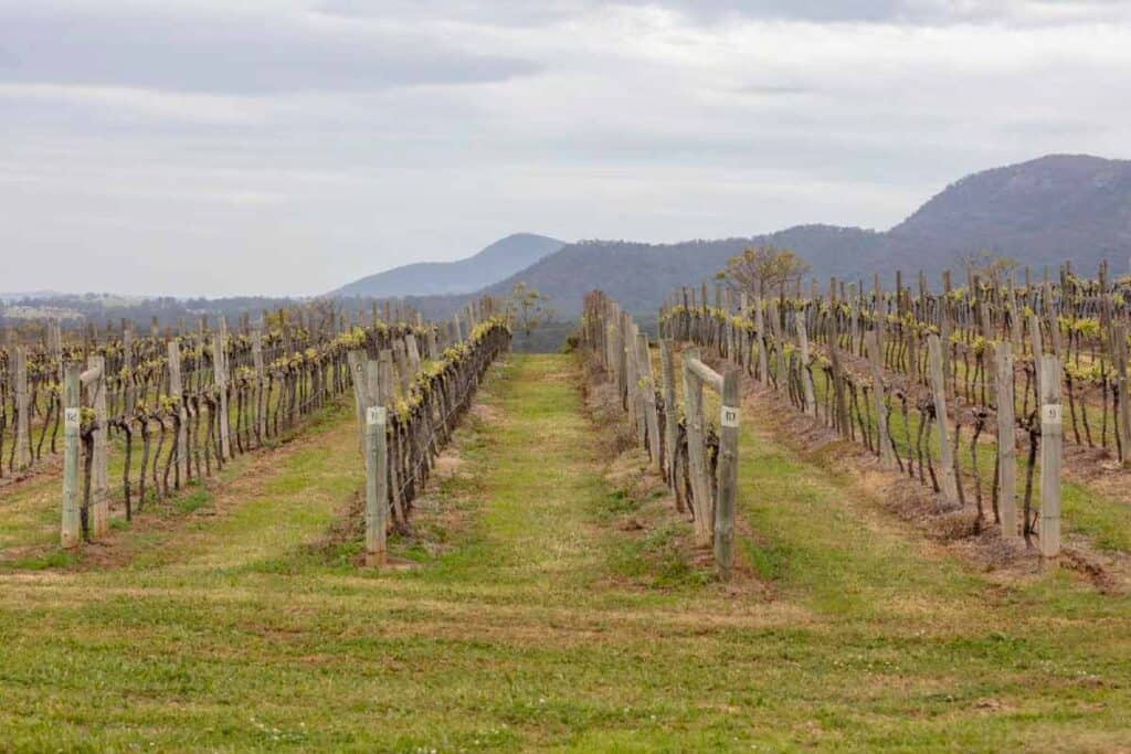 Budding grapevines stretch into the distance in a Hunter Valley vineyard, capturing the serene beauty that awaits visitors on wine tours in Hunter Valley.