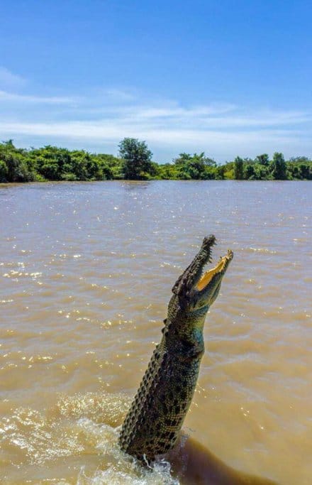 A saltwater crocodile leaping from the muddy waters of the Adelaide River, showcasing the wildlife that prompts the question: are crocodiles a common sight in Adelaide?