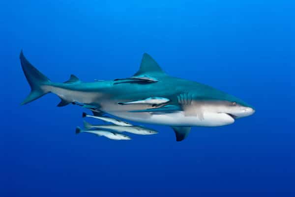 A bull shark accompanied by remoras glides through the deep blue sea, exemplifying the dangerous yet fascinating animals that can be encountered near Sydney.