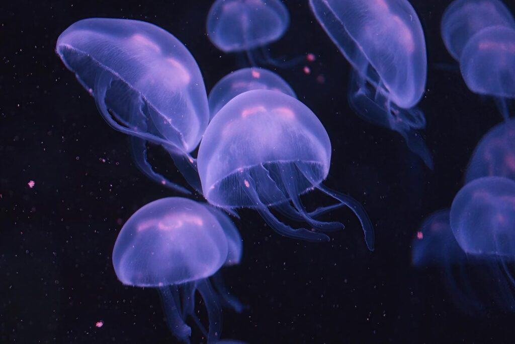 A group of purple jellyfish floating elegantly in dark waters, illustrating the beautiful yet potentially dangerous marine life near Perth.