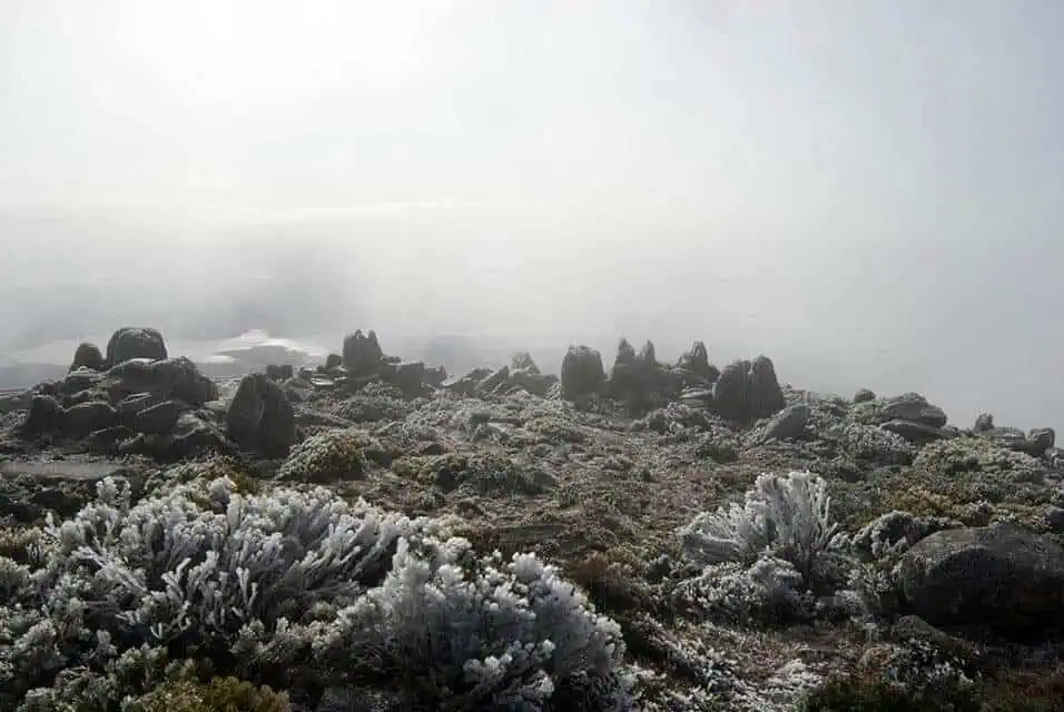 Frost-covered landscape at Mount Wellington, showing evidence of snow near Hobart, capturing the rare and beautiful event of snowfall in the region, which is a point of curiosity for many visitors.