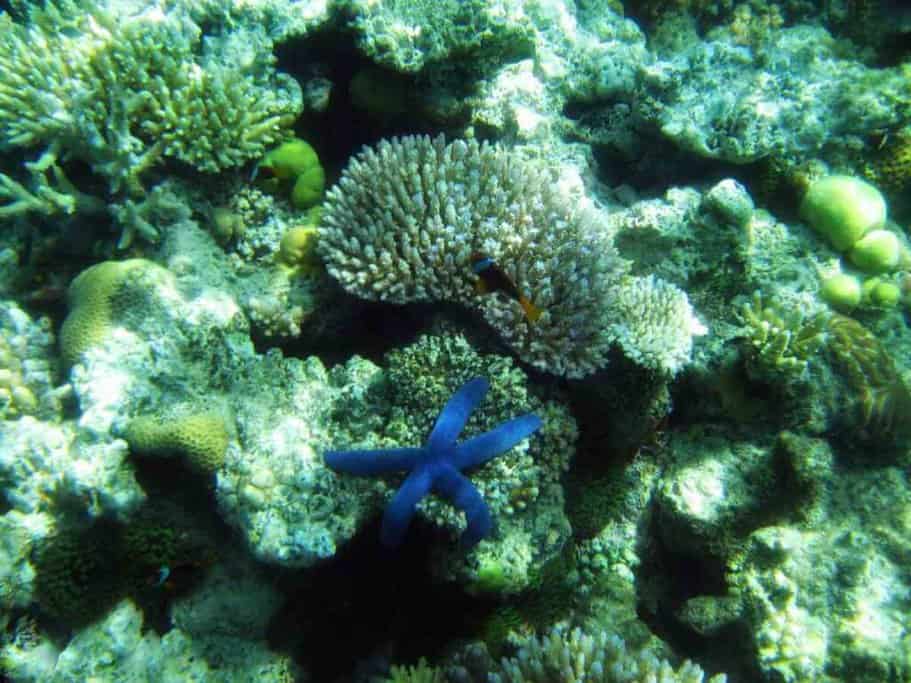 Blue starfish and diverse coral formations on the seabed, showcasing the vibrant underwater life of the Great Barrier Reef near Cairns, contrasting the marine biodiversity often compared in discussions about Cairns vs Whitsundays.