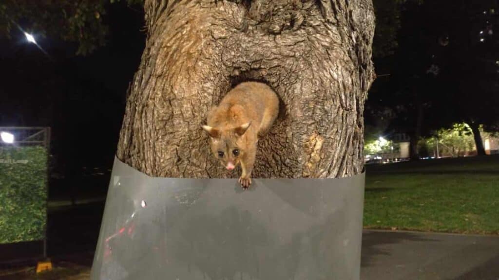 A curious possum peeking out of a tree hollow at night, a common sight during nocturnal animal visits, one of the unique activities to experience in Margaret River during the winter months.