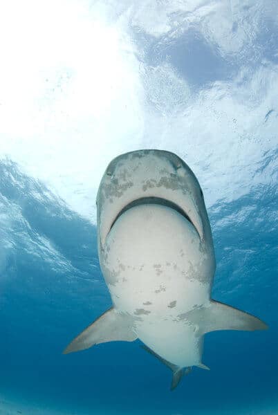A tiger shark swimming overhead in the clear blue waters, showcasing the diverse and potentially dangerous marine life found in Sydney's surrounding oceans.