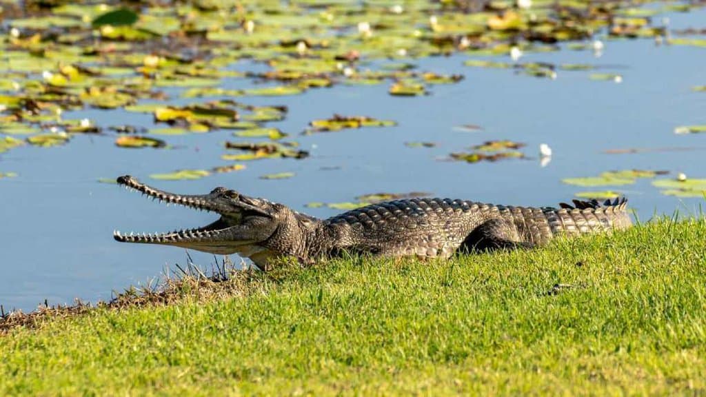 A freshwater crocodile opens its jaws wide while basking on the grassy edge of a lily-pad-dotted lake, illustrating the natural behavior of crocodiles which might lead one to wonder, 'Are there crocodiles in Adelaide’s aquatic landscapes?