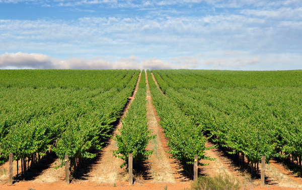 Barossa Valley vineyards for the Adelaide brewery tours