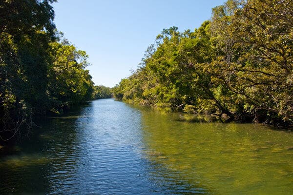 A tranquil river flanked by dense greenery in a setting reminiscent of Adelaide's natural habitats, raising the question: are there crocodiles in Adelaide?