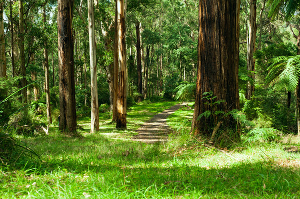 forest dandenong ranges national park yarra valley