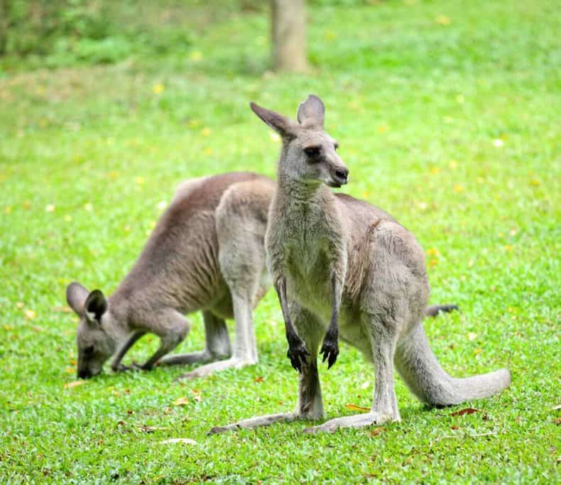 The image shows two kangaroos grazing on a grassy field, likely in a natural setting or a wildlife park. This scene is relevant to the topic of "best places to see kangaroos in Sydney," highlighting the opportunity to observe kangaroos up close in their natural habitat. The image captures the peaceful and natural environment where these iconic Australian animals can be seen, making it a perfect representation for discussing various spots around Sydney to encounter kangaroos.