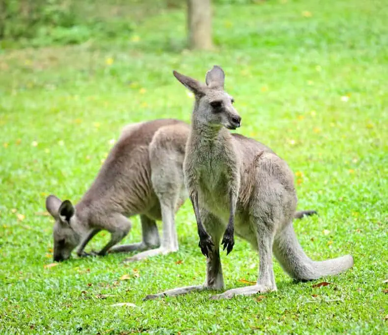 The image shows two kangaroos grazing on a grassy field, likely in a natural setting or a wildlife park. This scene is relevant to the topic of "best places to see kangaroos in Sydney," highlighting the opportunity to observe kangaroos up close in their natural habitat. The image captures the peaceful and natural environment where these iconic Australian animals can be seen, making it a perfect representation for discussing various spots around Sydney to encounter kangaroos.
