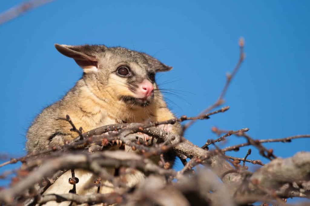 australian brush tail possum on top of a tree