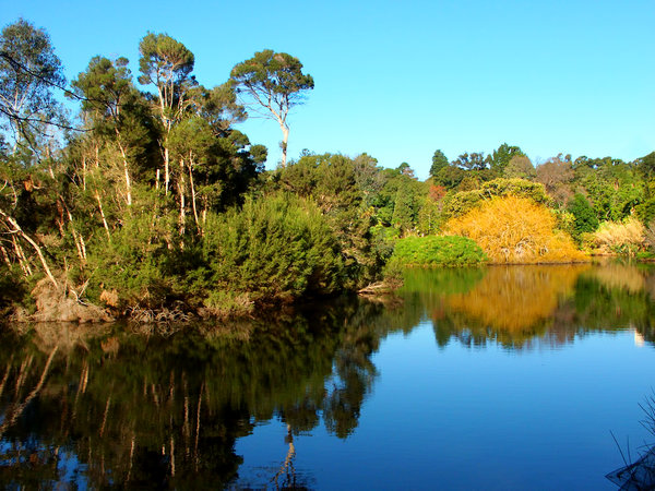 A lake inside the Royal Botanic Gardens