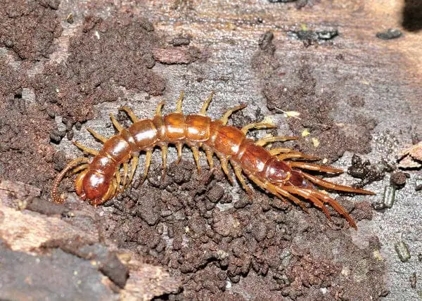 A centipede in its natural habitat, a reminder of the less conspicuous but equally dangerous animals in the Perth area.