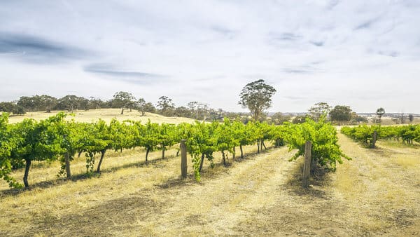 Row upon row of verdant grapevines stretch across the gently rolling hills of Barossa Valley, providing an idyllic backdrop for couples to wine and dine on Valentine's Day in Adelaide.
