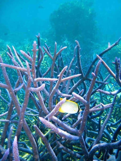Underwater scene featuring vibrant coral and a butterflyfish in the Great Barrier Reef. This underwater paradise is a significant draw for visitors when comparing the marine experiences available in Cairns or Airlie Beach.