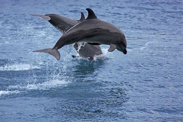 Two bottlenose dolphins leaping above the ocean surface in a synchronized jump, capturing a lively moment for those exploring things to do in Adelaide during winter, like dolphin watching.
