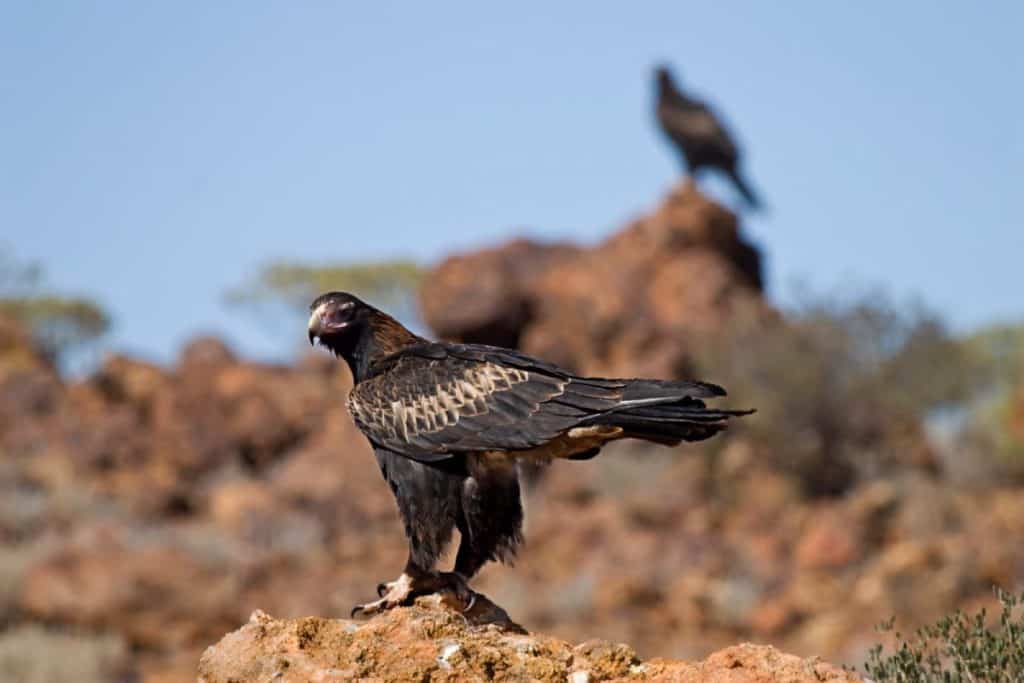 A wedge-tailed eagle perched on rocky terrain with another eagle in the background, capturing the presence of fierce predators among the dangerous creatures in Uluru's rugged landscape.