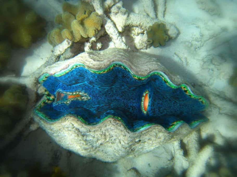 A vibrant giant clam nestled amongst the coral on the Great Barrier Reef, showcasing the diverse marine life which is a key fact about this natural wonder.