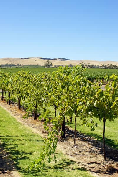 The vineyard landscape in Barossa Valley for wine tours from Adelaide