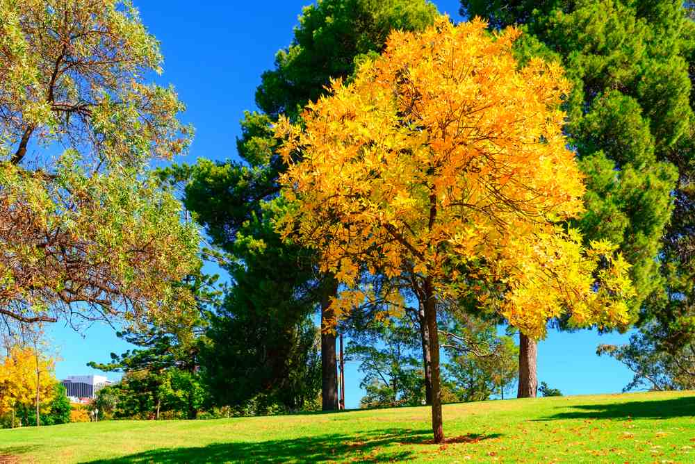 A golden tree in full autumn colour stands in a city park in Adelaide, surrounded by green lawns and other trees under a clear blue sky. This vibrant scene captures the beauty of autumn leaves in Adelaide, showcasing the colourful transformation that happens across the city's parks during the season.
