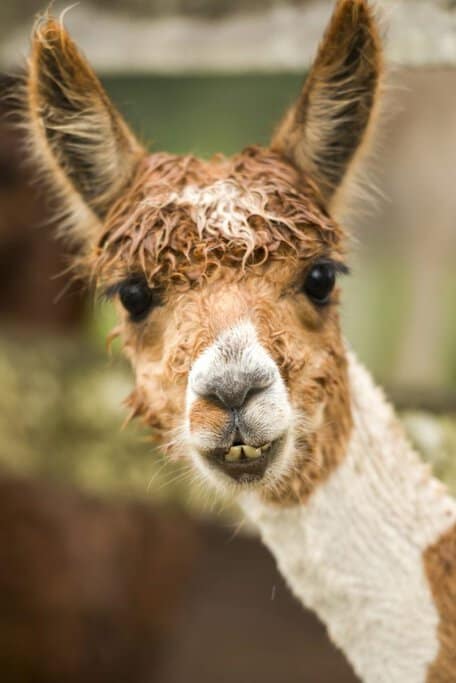 A curious alpaca at Alpaca Magic, a unique farm stay near Canberra where visitors can enjoy close encounters with alpacas and llamas. This charming spot is a hidden rural gem in the ACT, offering a hands-on farm experience, including breakfast with these friendly animals.